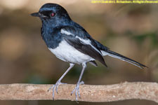 magpie robin